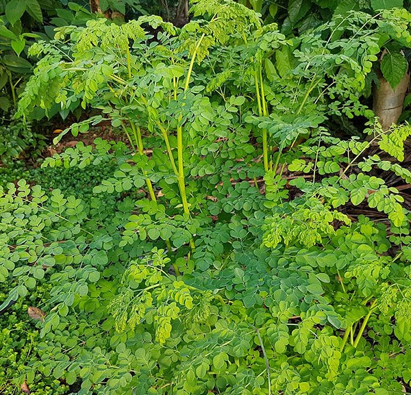 imgi_295_0db_Moringa_oleifera__Obsidian_Soul_